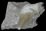 Bargain Otodus Shark Tooth Fossil In Rock - Eocene #60207-2